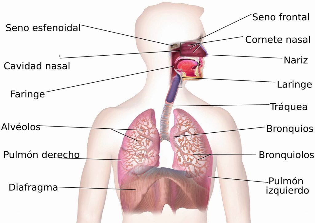 Partes del sistema respiratorio que causan ruidos resporatorios