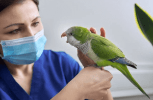 loro haciendo ruidos raros